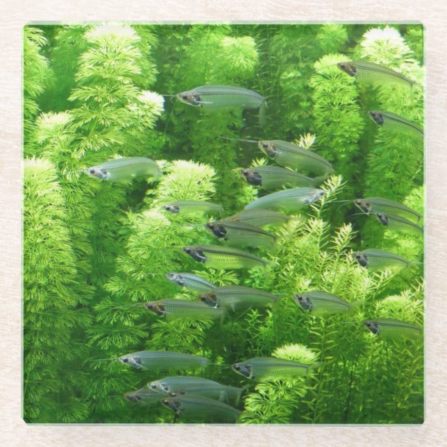 Shoal of Transparent Silver Fish Glass Coaster (Front)