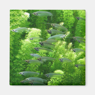Shoal of Transparent Silver Fish Magnet