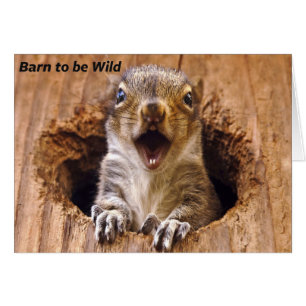 Shocked Squirrel