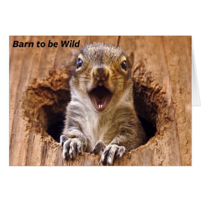 Shocked Squirrel (Front Horizontal)