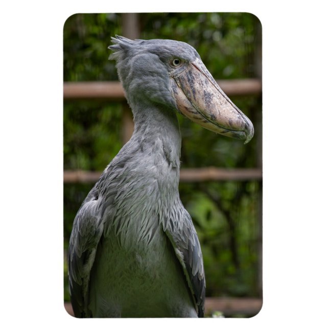 Shoebill (Balaeniceps rex) Magnet (Vertical)