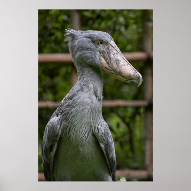 Shoebill (Balaeniceps rex) Poster (Front)