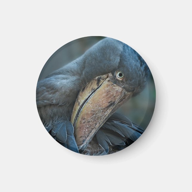 Shoebill Magnet (Front)