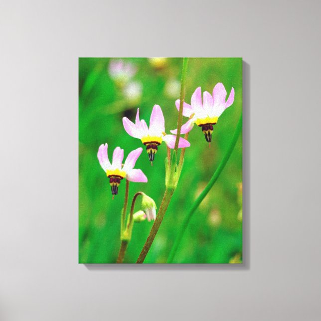 Shooting Star Wildflowers in Mission Trails Park Canvas Print (Front)