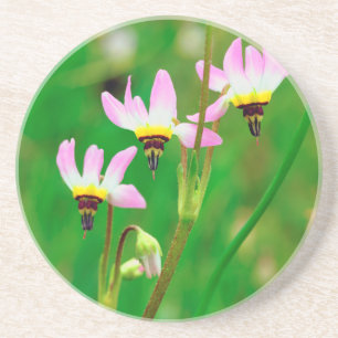 Shooting Star Wildflowers in Mission Trails Park Coaster