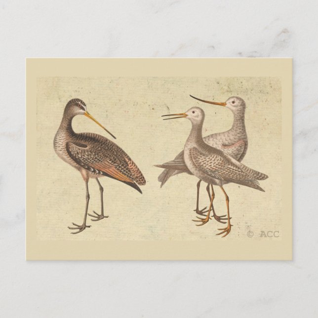 Shore Birds Postcard (Front)