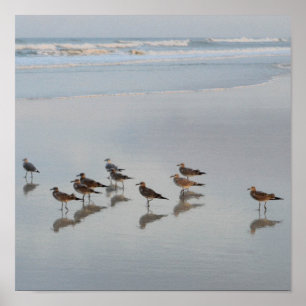 Shore Birds Poster