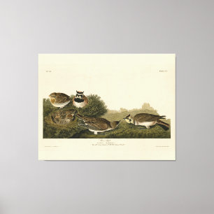 Shore Lark (Horned Lark) Audubon Birds of America Canvas Print