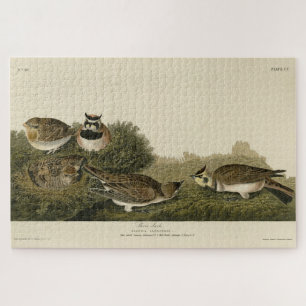 Shore Lark (Horned Lark) Audubon Birds of America Jigsaw Puzzle