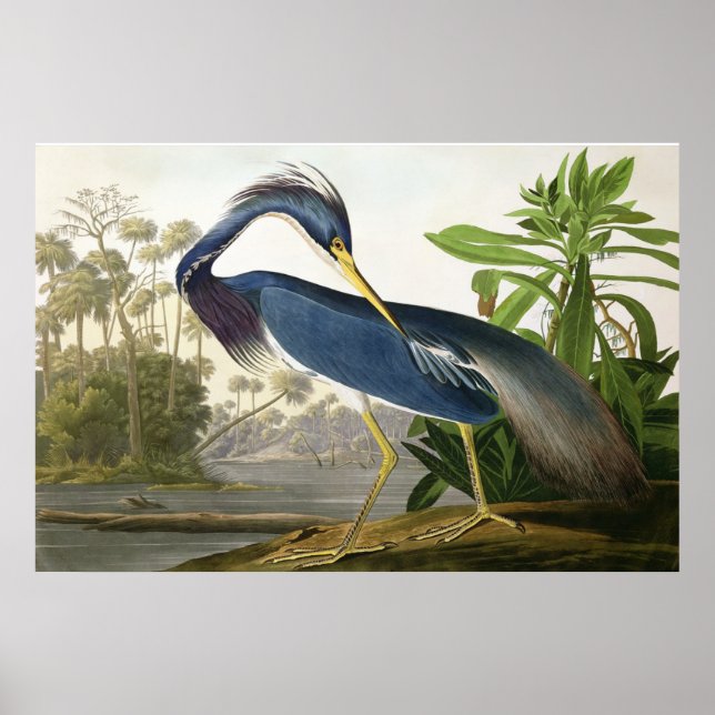 Shore Lark - Wildlife Painter John Audubon Poster (Front)