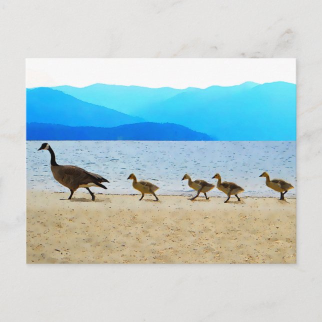 Shore Patrol Canada Geese Postcard (Front)