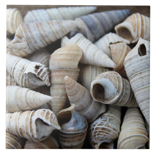 Shoreline Cone Shells Tile (Front)