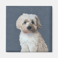 Shorkie dog pet portrait 