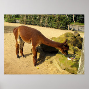 Shorn brown alpaca animal poster