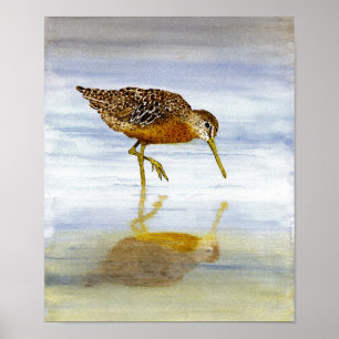 Short Billed Dowitcher Art Poster