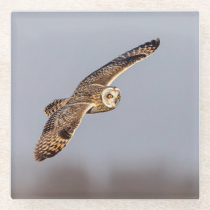 Short-eared owl at the Shawangunk Grasslands Glass Coaster