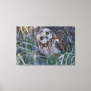 Short-eared Owl Canvas Print