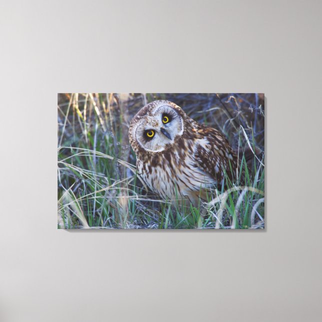 Short-eared Owl Canvas Print (Front)
