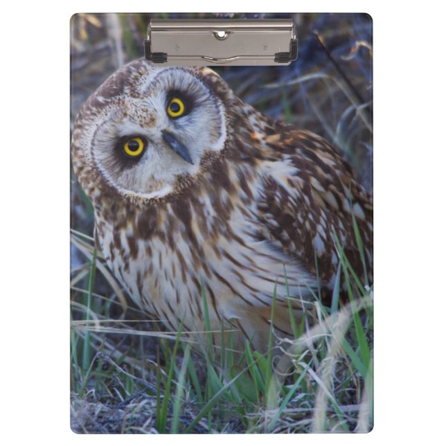 Short-eared Owl Clipboard (Front)