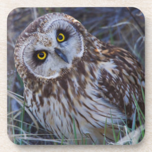 Short-eared Owl Coaster