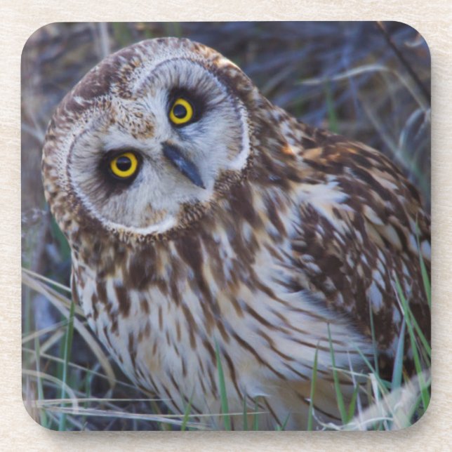 Short-eared Owl Coaster (Front)