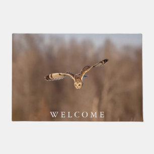 Short-eared owl diving towards the ground doormat