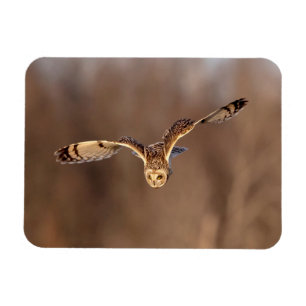 Short-eared owl diving towards the ground magnet