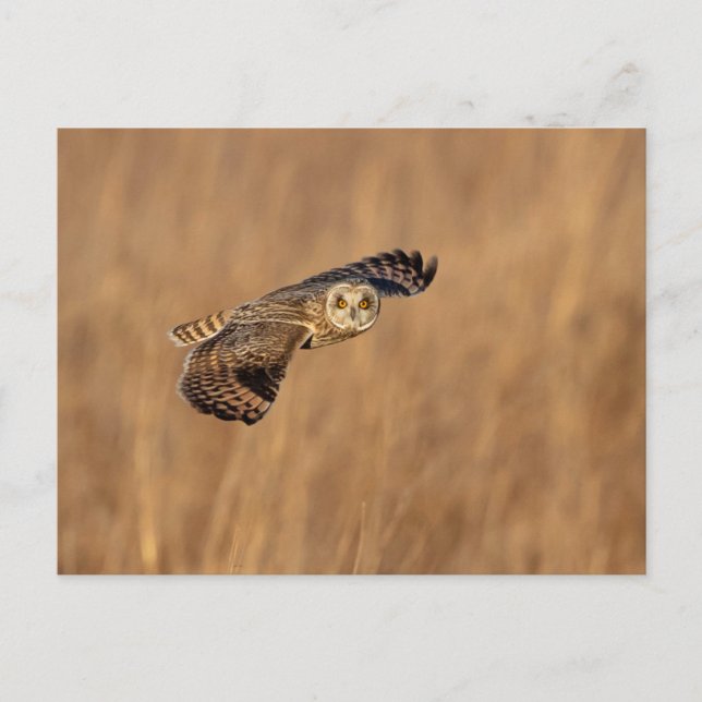 Short-eared owl in flight at the grasslands postcard (Front)