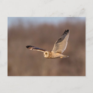 Short-eared owl in flight postcard
