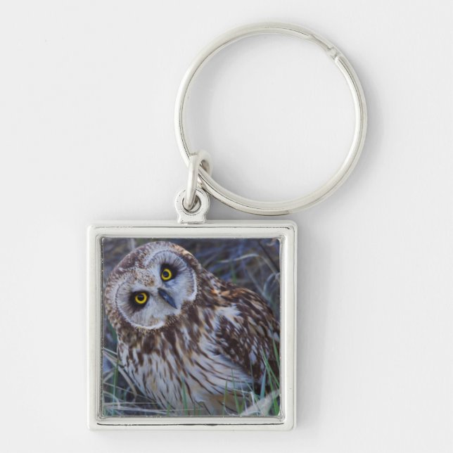 Short-eared Owl Keychain (Front)