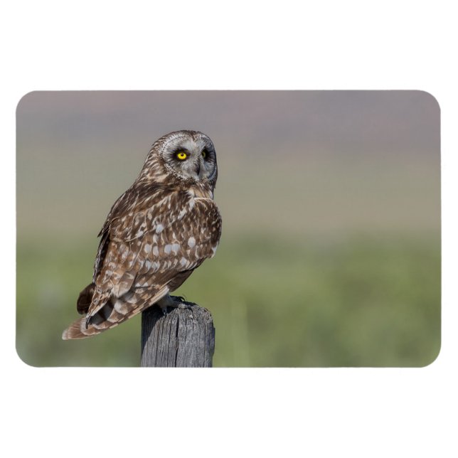Short-eared Owl Large Photo Magnet (Horizontal)