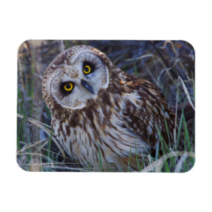 Short-eared Owl Magnet