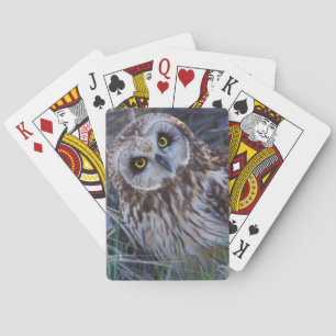 Short-eared Owl Playing Cards
