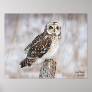 Short-Eared Owl Poster