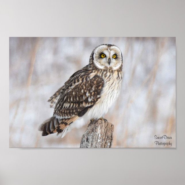 Short-Eared Owl Poster (Front)