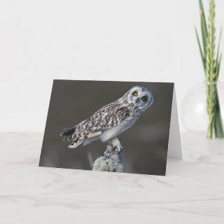 Short Eared owl , Scotland  Card