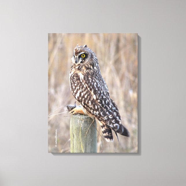 Short-Eared Owl with Vole Canvas Print (Front)