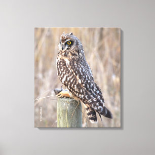 Short-Eared Owl with Vole Canvas Print