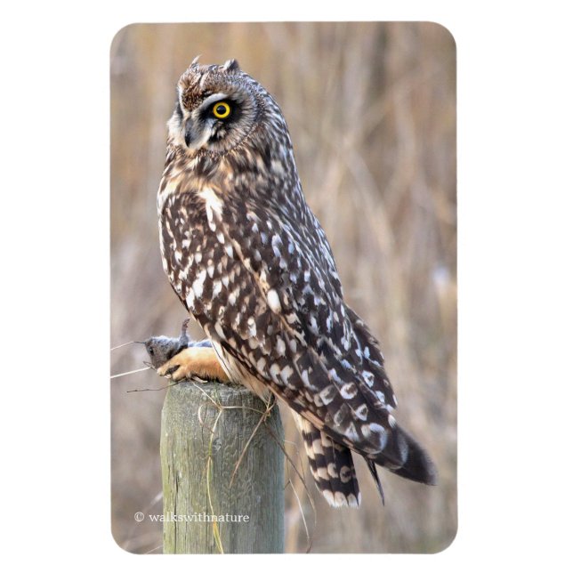 Short-Eared Owl with Vole Magnet (Vertical)