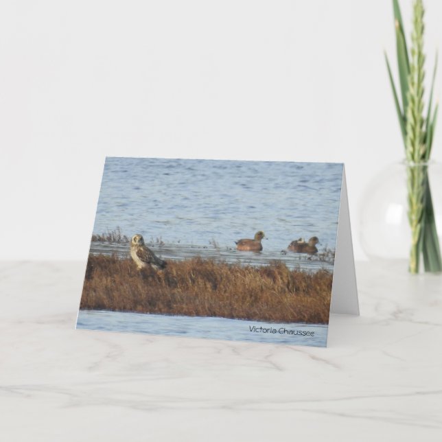 Short-eared Owl with Wigeon Thank You Card (Front)
