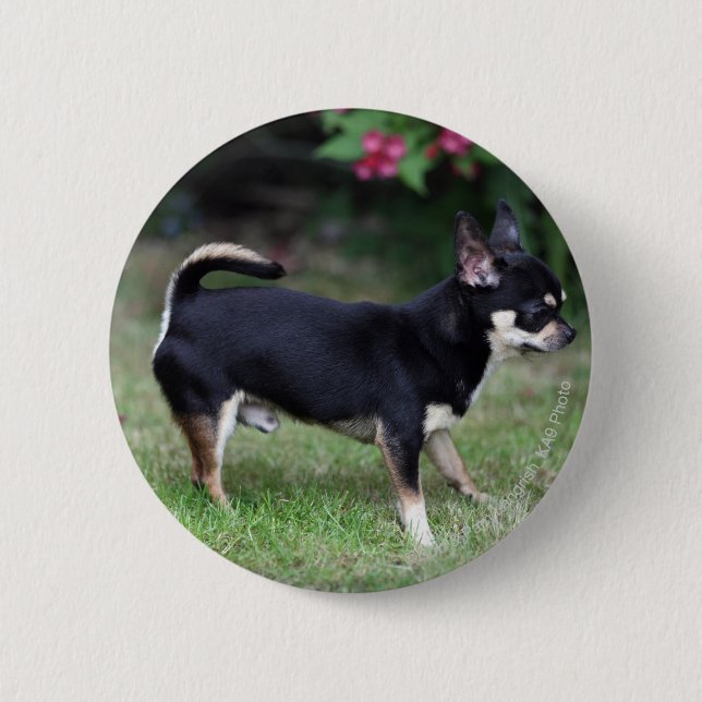 Short Haired Chihuahua Standing 2 Inch Round Button (Front)