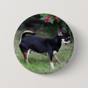 Short Haired Chihuahua Standing 2 Inch Round Button