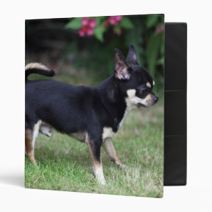 Short Haired Chihuahua Standing Binder