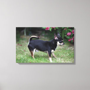 Short Haired Chihuahua Standing Canvas Print