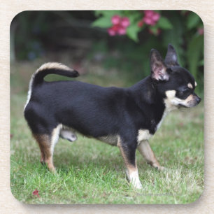 Short Haired Chihuahua Standing Coaster
