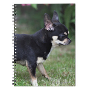 Short Haired Chihuahua Standing Notebook