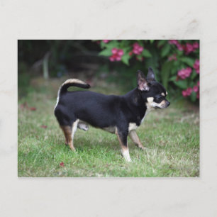 Short Haired Chihuahua Standing Postcard