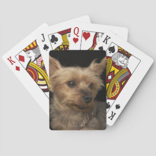 Short haired Yorkie dog looking to the right Playing Cards