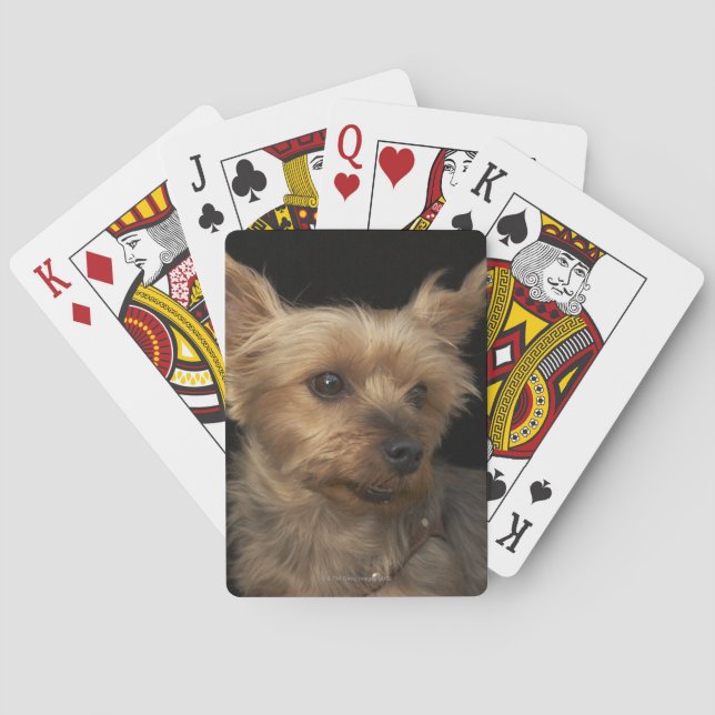 Short haired Yorkie dog looking to the right Playing Cards (Back)