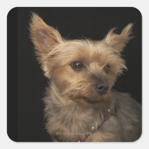 Short haired Yorkie dog looking to the right Square Sticker